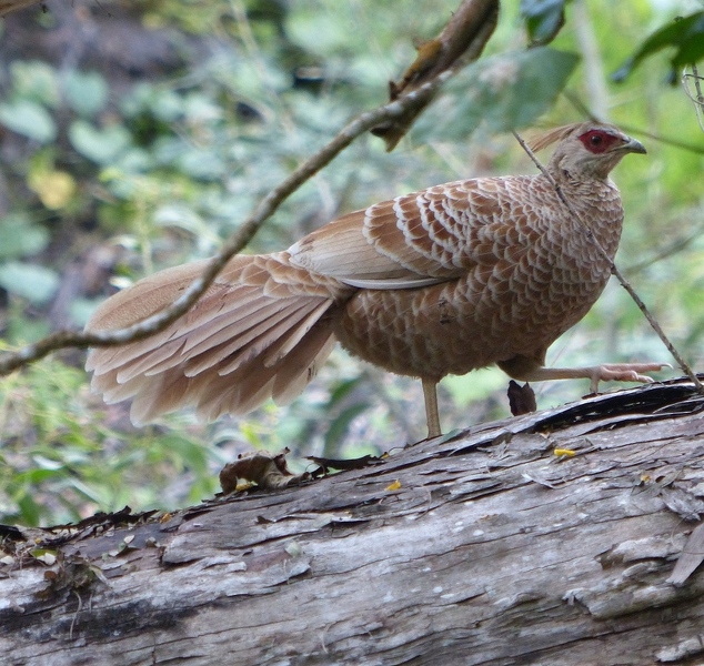 Kalij Pheasant, female